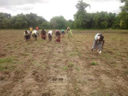 Semis  de coton, maïs, sorgho... par les femmes 06/2019